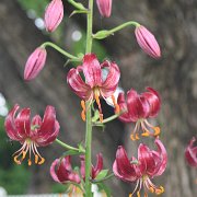 Port Wine - inflorescence